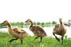 photo 0037